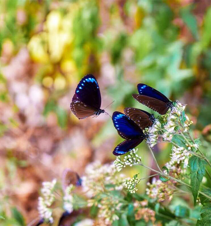 紫蝶翩翩四林秘境墾丁3日