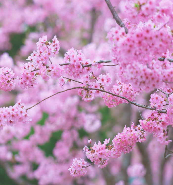 一期一會拉拉山櫻花季恩愛農場2日