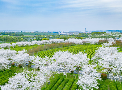江西篁嶺曬秋紅葉古村｜2026中國賞楓9日遊