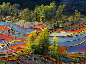 羅平油菜花田與元陽梯田｜中國西南賞花8日遊