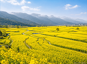 平壩萬畝櫻花與油菜花田｜中國西南賞花10日遊
