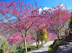 新中橫櫻花與福到紫南宮｜中部賞花2日遊