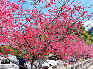 山上水道古蹟櫻景與自助百匯早餐｜南部賞花2日遊