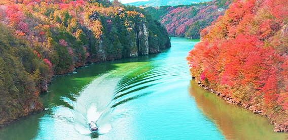 日本賞楓
