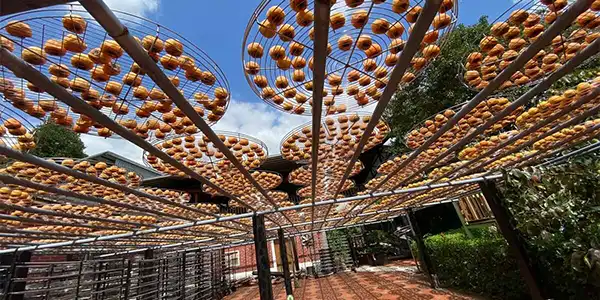 柿香風情新竹煙波2日 | 金漢柿餅農園