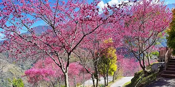 紫氣東來!東埔帝綸溫泉2日 | 紫南宮祈福
