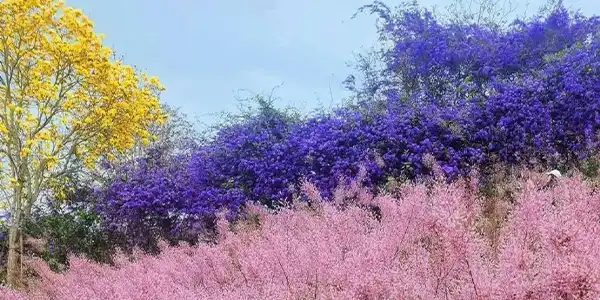 雲海秘境!福盛山農場一泊五食2日 | 三灣落羽松