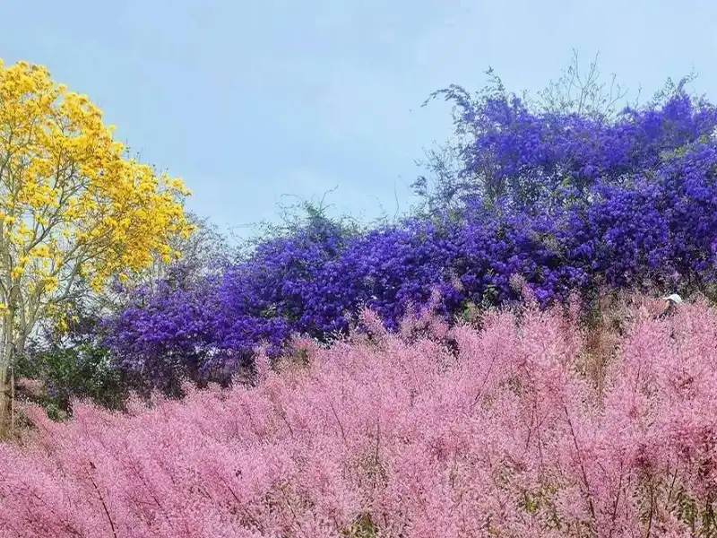 福盛山農場粉紅麝香木花海與落羽松｜行憲連假中部2日遊