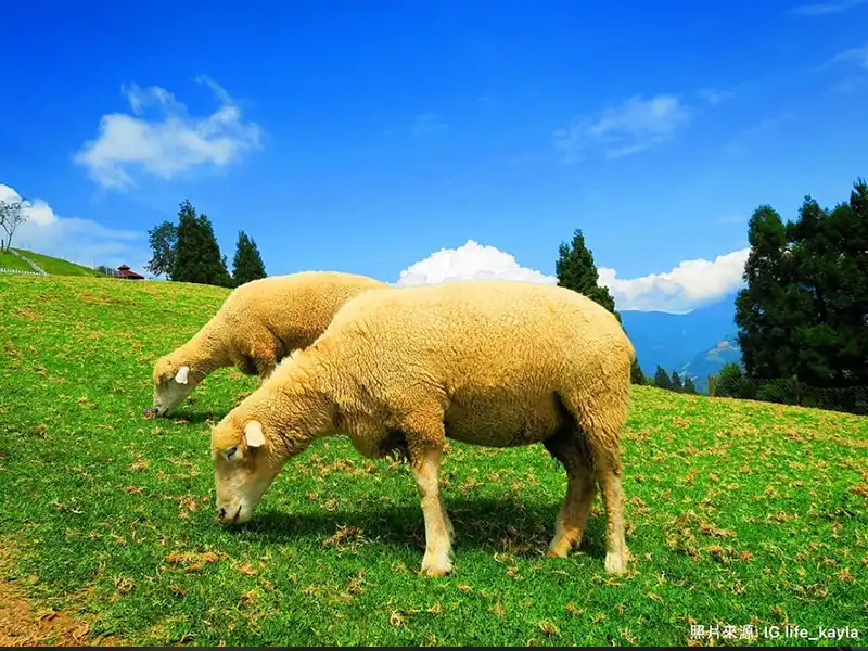 清境老英格蘭莊園都鐸式古堡建築｜行憲連假中部2日遊