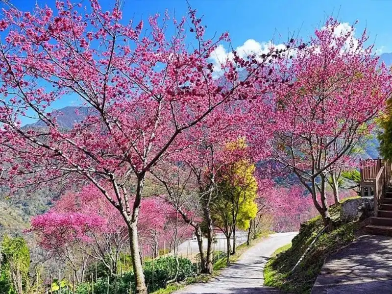 紫氣東來櫻開新中橫2日｜行憲連假中部2日遊